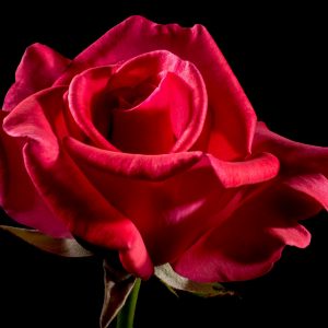 Rose rouge pour cérémonie