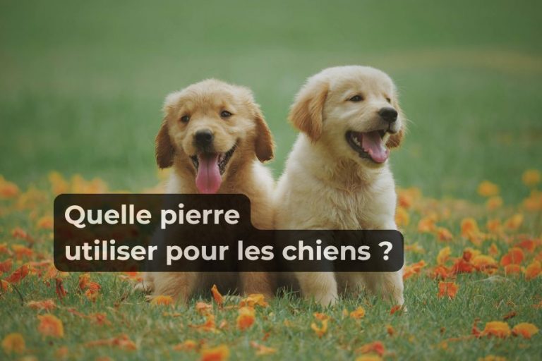 Quelle pierre utiliser pour les chiens