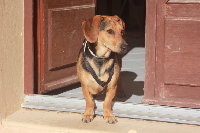 quelle pierre pour pension canine