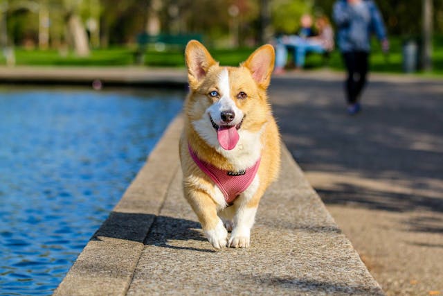 comment améliorer bien-être chien