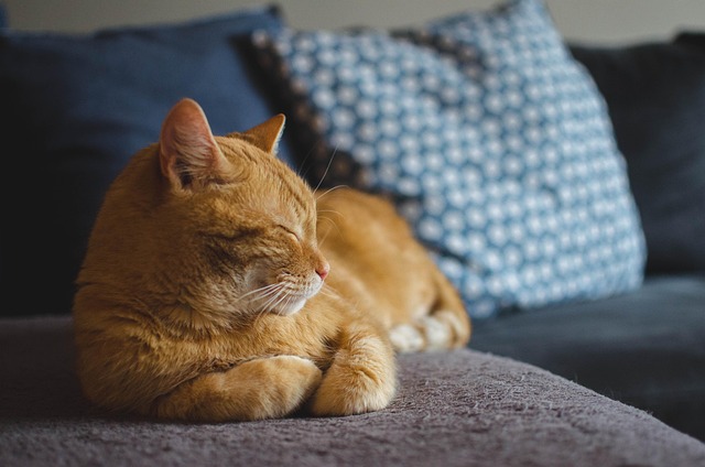 pierre pour les animaux